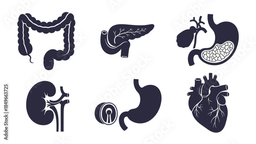 Collection of dark blue anatomical organ icons featuring heart, liver, stomach, intestines, kidneys, and brain.
