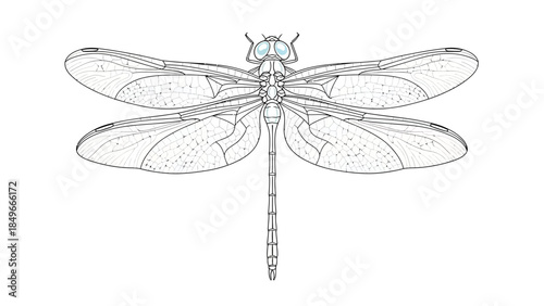 Detailed Line Drawing of Dragonfly with Outstretched Wings
