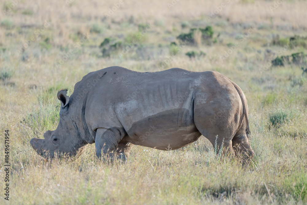 Fototapeta premium white Rhino on green upland grass, near Petersburg, Karoo, South Africa