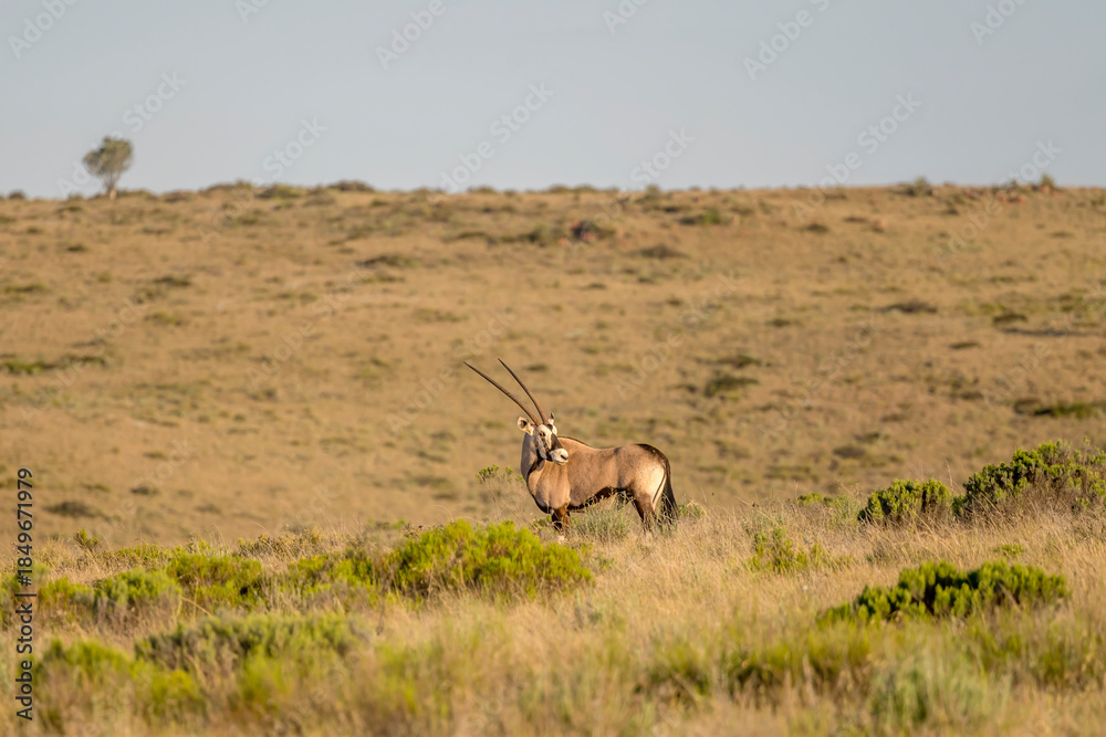 Fototapeta premium male Orix looking back on green upland grass, near Petersburg, Karoo, South Africa