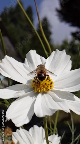 White cosmos flower with honey bee pollination in natural garden.collecting nectar in a peaceful natural atmosphere.