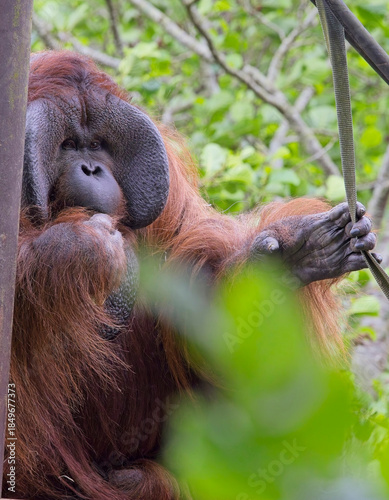Foto Portrait of a mature male Bornean Orangutang (Pongo pygmaeus), captive in Paignton Zoo, Devon, UK