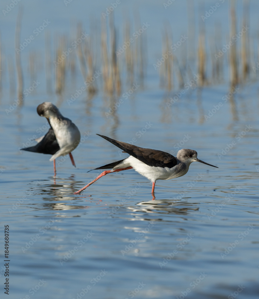 Fototapeta premium Graceful Black-Winged Stilts in Tranquil Wetland