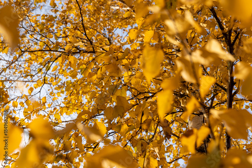 Фотография autumn birch foliage against a sky background in sunny weather, blue bright sky