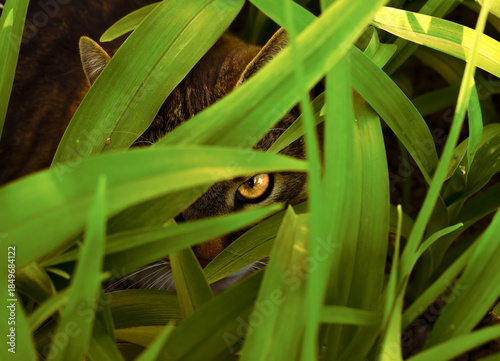 Cat hiding in green grass with one eye visible, playful and mysterious animal moment.
