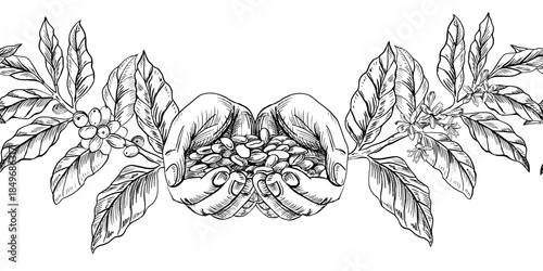 Seamless border with hands and a handful of coffee beans. Vector illustration for cafe and restaurant interiors, menus, packaging, and product branding.