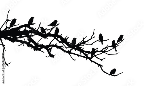 Birds perched on a bare branch isolated on white background