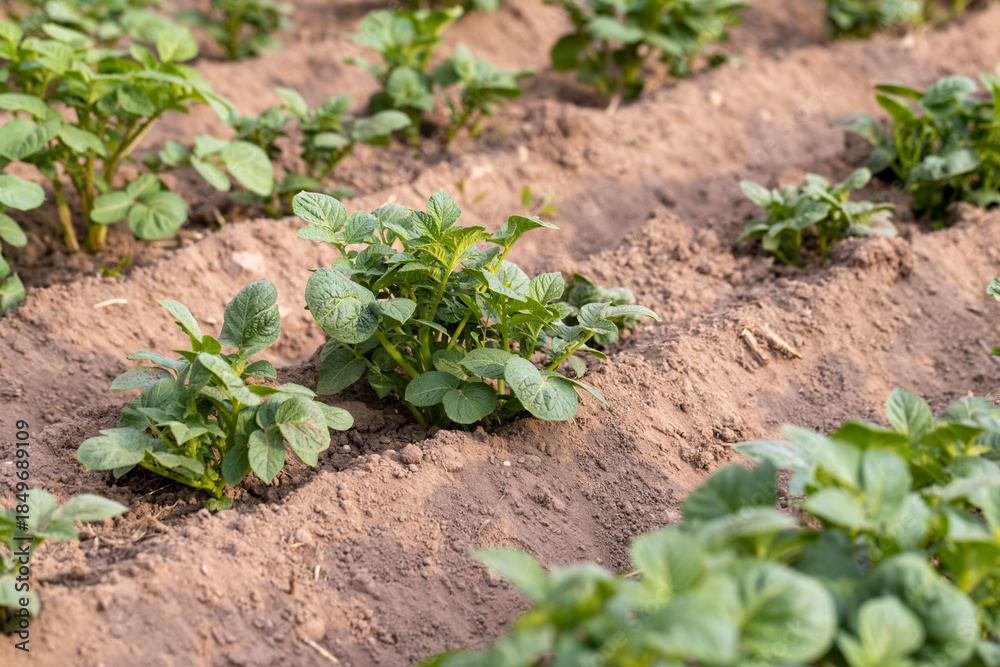 Obraz premium green potatoes growing in an agricultural field, dry summer weather with dry soil, the need for care and watering of green potatoes