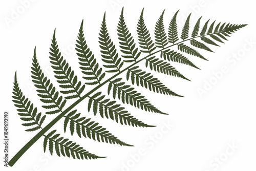 Fern Leaf Botanical Illustration  Flat Vector  Pur Vector Illustration Isolated on White Background
