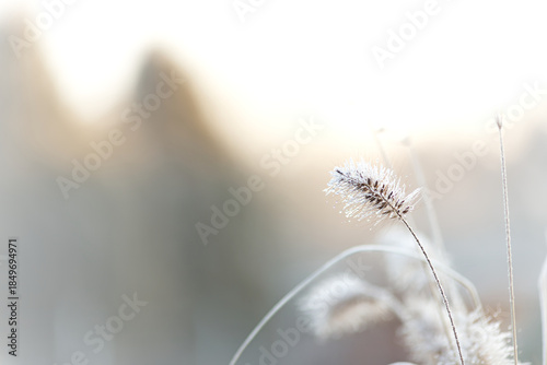 Frost covered fountain grass. Pennisetum alopecuroides in winter. Peaceful winter landscape in the morning