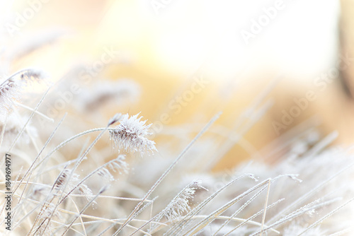 Frost covered fountain grass. Pennisetum alopecuroides in winter. Peaceful winter landscape in the morning with sunlight in the background