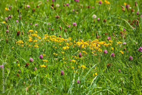 Blumenwiese mit gelben Blumen,  Deutschland