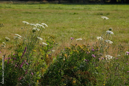 Blühende Gemeine Schafgarbe (Achillea millefolium) und Elektrozaun mit Weide, Deutschland