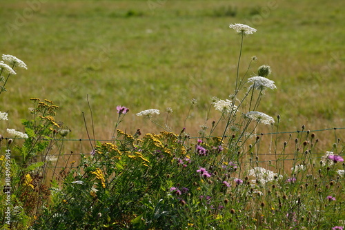 Blühende Gemeine Schafgarbe (Achillea millefolium) und Elektrozaun mit Weide, Deutschland