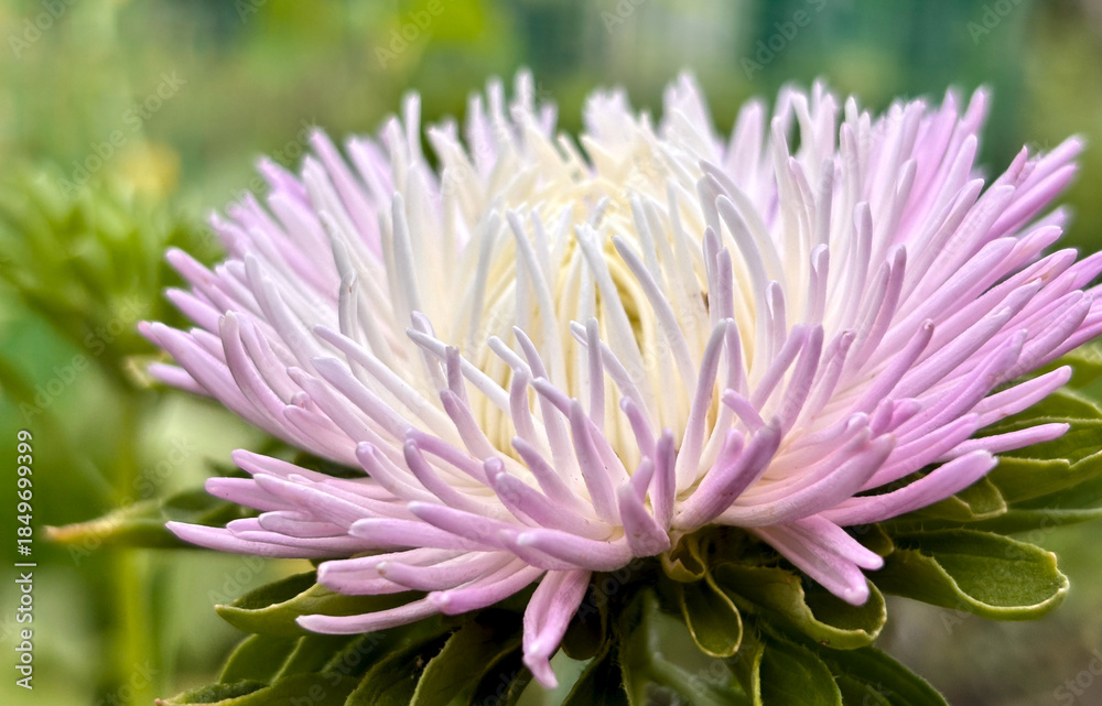 Fototapeta premium aster Close view of a light purple and white flower blooming in a garden with green leaves under natural light during daytime