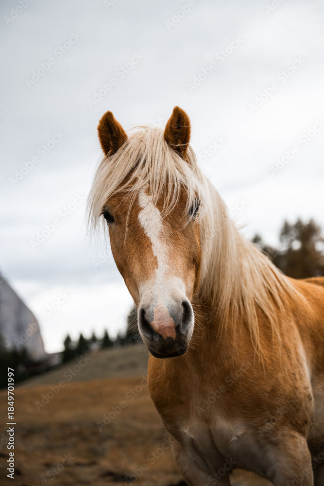 Obraz premium Haflinger horse portrait on alpine meadow in Dolomites mountains