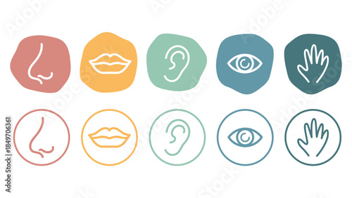 Vector set of five senses icons showing sight, hearing, smell, taste and touch. Two pictogram styles in a modern minimal design for education and sensory concepts