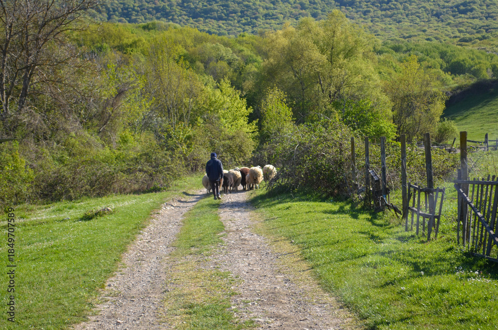 Obraz premium Shepherd Leading Flock of Sheep Along Rural Dirt Road. Traditional Farming, Pastoral Life. Timeless Rural Life and Traditional Sheep Herding in Countryside.