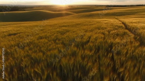 Golden wheat field swaying in the wind at sunset, beautiful landscape.