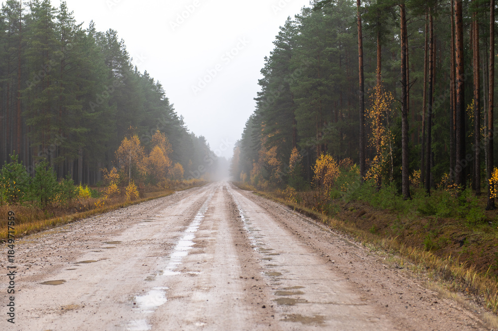 Obraz premium Long Forest Road In Misty Autumn Weather
