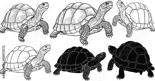 Turtle illustrations, black silhouettes and line art, walking poses, shell texture, vector set, reptile design, nature, wildlife icon