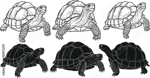 Tortoise illustrations, detailed line art and silhouettes, black icons, shell texture, posture comparison, vector set, reptile anatomy