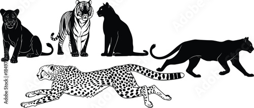 Big cat silhouettes and illustrations, lioness, tiger, panther, cheetah, cougar, wildlife icons, animal posture, feline comparison, vector set