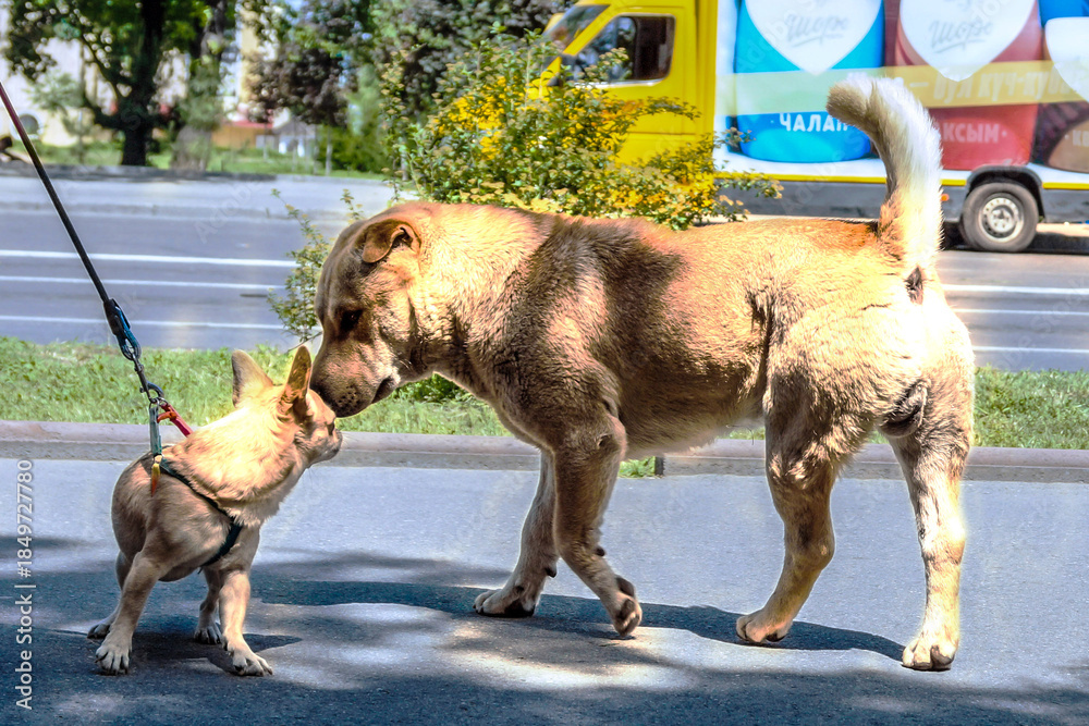 Naklejka premium Dogs interacting naturally by sniffing each other, illustrating instinctive animal behavior and social communication outdoors.