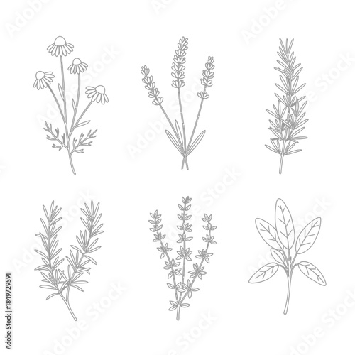 Elegant hand-drawn botanical illustrations showcasing diverse herb and plant varieties in