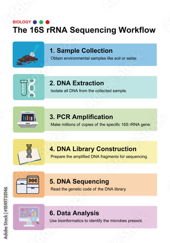 Colorful infographic illustrating the 16S rRNA sequencing process, from sample collection to DNA analysis, for microbial identification studies.
