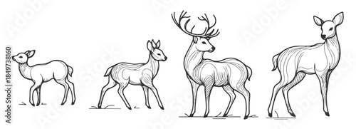 minimalist deer poses an artistic exploration of nature