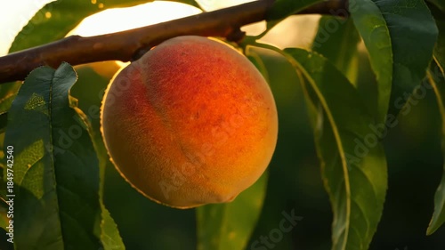 Close up of a ripe fuzzy peach hanging from a tree branch backlit by the sun