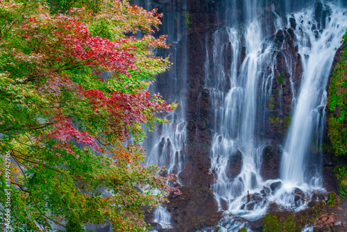 Shiraito waterfall in Autumn, Japan , out of focus background