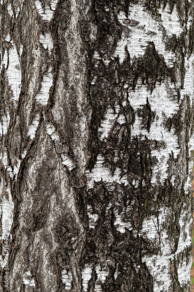Fototapeta premium Birch Tree Bark with Green Lichen Natural Texture Close Up