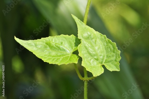 Fresh Green Leaves on Vine with Soft Natural Background