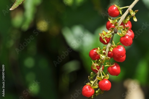 Red Tropical Berries on Vine with Natural Green Background