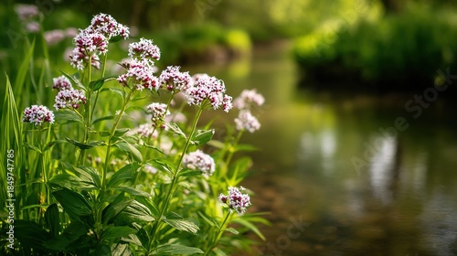 valerian. Cluster of valerian plants with pink-white flowers growing by a stream. gardening catalogs, home-decor guides, designed for home decor and floral branding, used by software engineers.