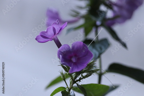 close up of vibrant purple flowers blooming with green leaves against a bright white background