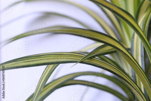 close up of variegated green and yellow spider plant leaves against a bright white background
