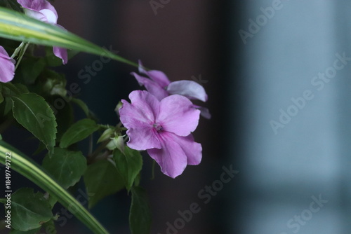 Light purple impatiens flowers blooming with green variegated leaves in a garden