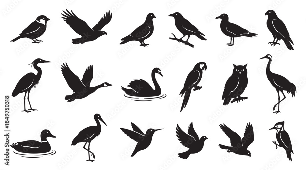 Fototapeta premium Large collection of black bird silhouettes showing various species like eagles, swans, owls, and pigeons in different poses such as flying, standing, and swimming in a graphic icon set
