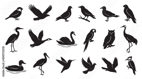 Fototapeta Naklejka Na Ścianę i Meble -  Large collection of black bird silhouettes showing various species like eagles, swans, owls, and pigeons in different poses such as flying, standing, and swimming in a graphic icon set