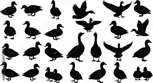 Duck silhouettes collection featuring standing walking and flying waterfowl poses isolated on white background, minimalist wildlife illustration set