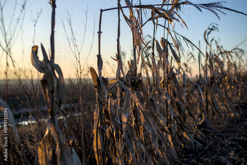 Dry corn stalks standing in a row in a field