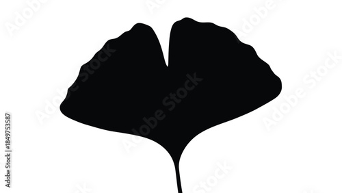 Ginkgo biloba leaf silhouette, black shadow, outline profile isolated on white background