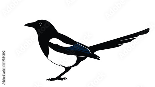 Black magpie bird silhouette standing on one leg isolated on white background