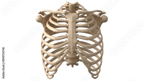 Canvas Print Isolated rib cage bones, the human skeletal system, anatomy and medical illustra