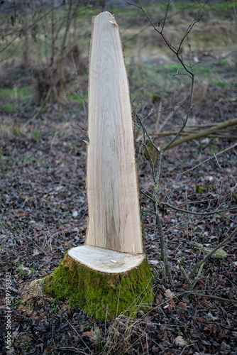 A close-up of a recently cut tree stump