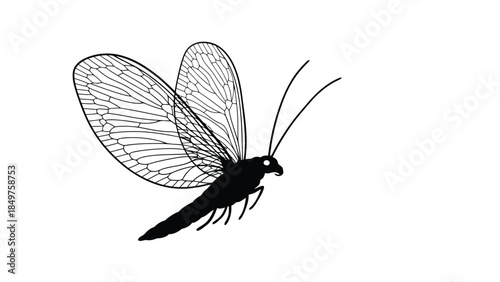 Black silhouette of a mayfly insect with detailed wings isolated on white background