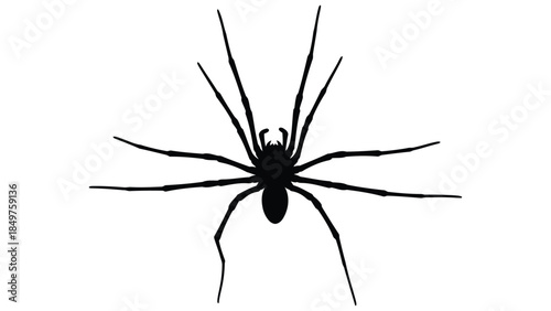 Black widow spider silhouette isolated on white background